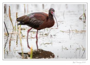 White-faced Ibis 1g.jpg